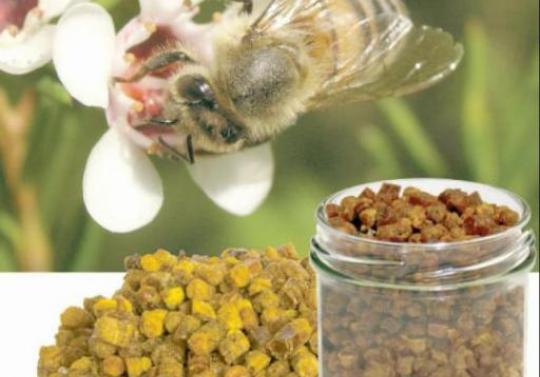 Pastura, hrana albinelor care te pune pe picioare